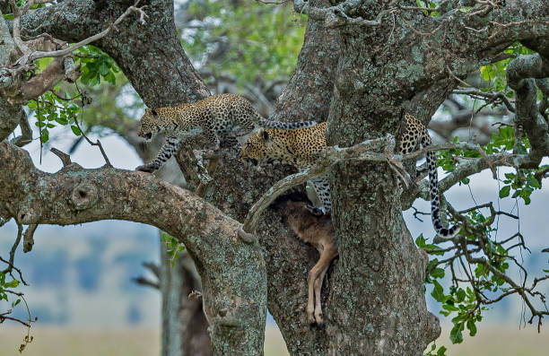 istock The African leopard (Panthera pardus pardus) Serengeti National Park in a tree with its kill 1209109657