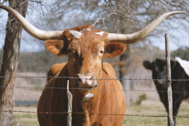 istock Longhorn at fence 1209109730