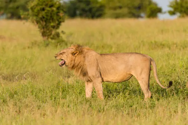 African lion, Panthera leo leo,  found in the Serengeti National Park