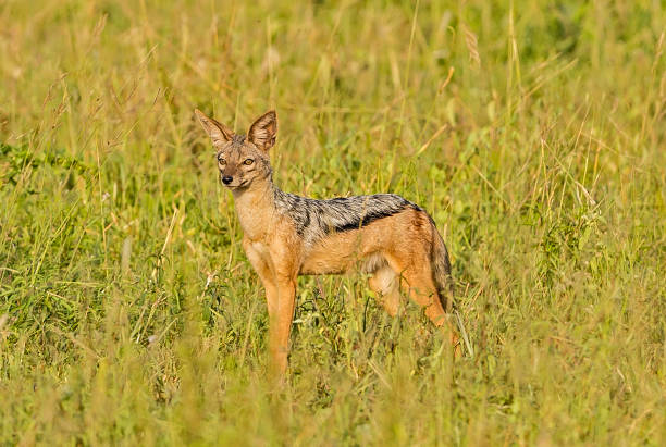 istock The black-backed jackal (Canis mesomelas) is a canid native. Ndutu Lake Conservation Area 1209109753