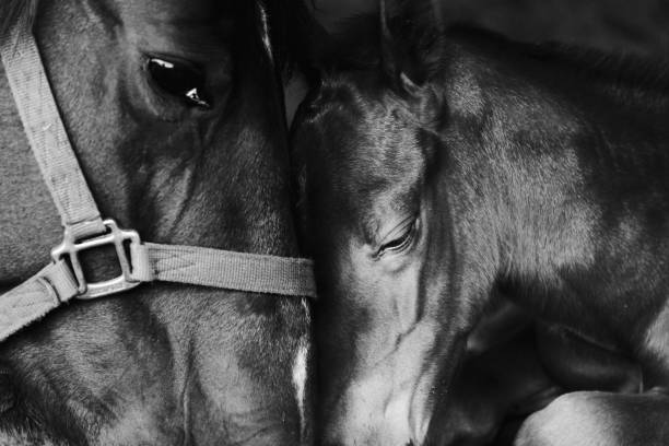 Close up of foal and mare nuzzle