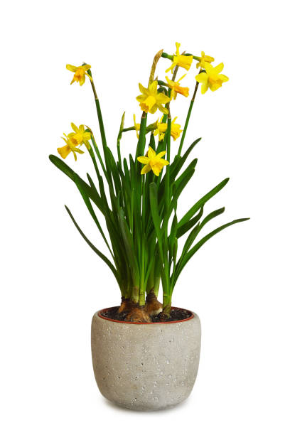 jonquilles dans le pot de fleur d’isolement sur le fond blanc - daffodil bouquet isolated on white petal photos et images de collection