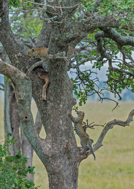 istock The African leopard (Panthera pardus pardus) Serengeti National Park in a tree with its kill 1209109898