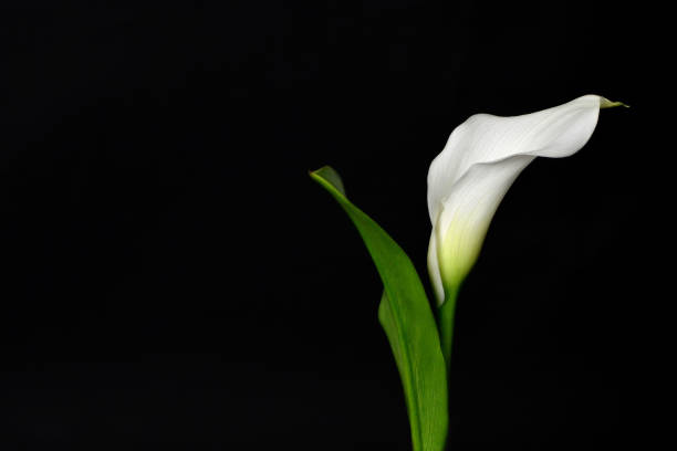 istock Close up of white calla isolated on black background 1209109911