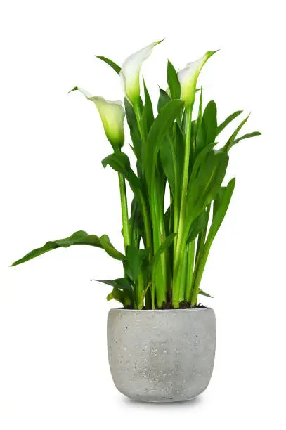 Photo of White calla in flower pot isolated on white background