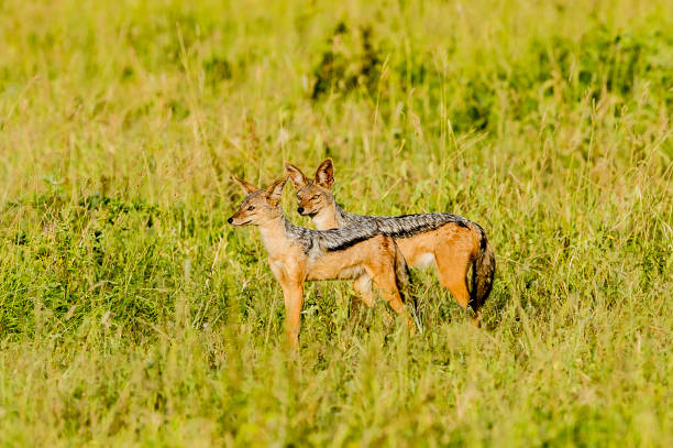 istock The black-backed jackal (Canis mesomelas) is a canid native. Ndutu Lake Conservation Area 1209109961