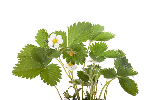 istock Strawberry flower and leaves 120910998