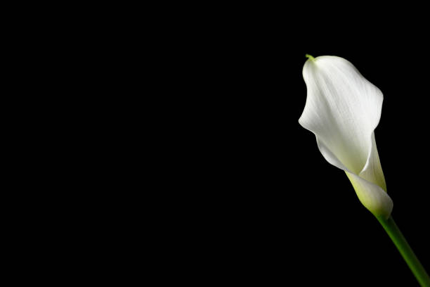 istock Calla flower isolated on black background 1209110491