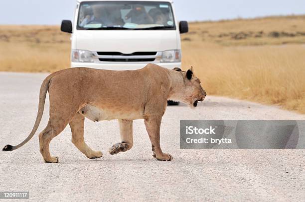Löwin Überqueren Sie Die Straße Etoschanationalpark Namibia Stockfoto und mehr Bilder von Afrika