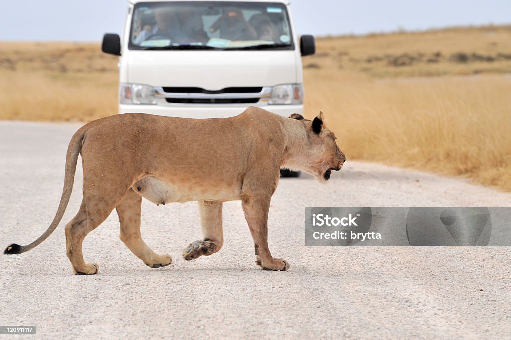 Leona de cruzar la calle, parque nacional de Etosha, Namibia. - Foto de stock de Aire libre libre de derechos