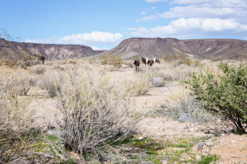 Wild burros along a dirt road in desert of California.