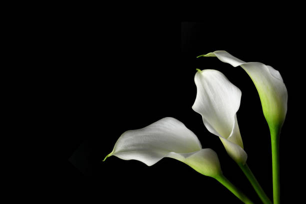 istock Sympathy card with calla flowers isolated on black background 1209113474