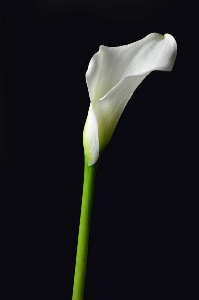 lírio de calá branca isolado em fundo preto - lily calla lily flower single flower - fotografias e filmes do acervo
