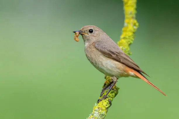 Female common redstart with a caterpillar.