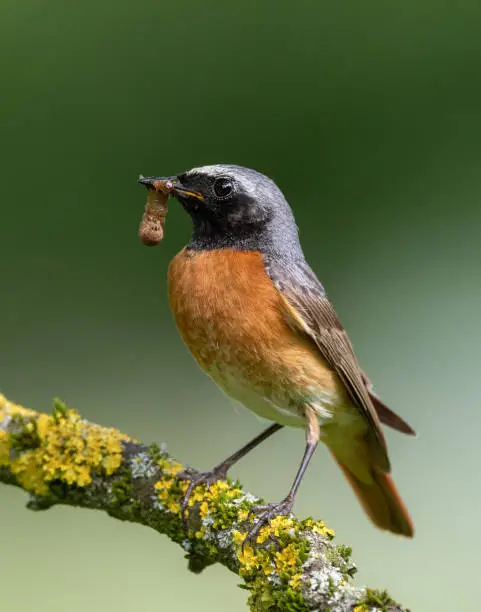 Male common redstart with caterpillar.