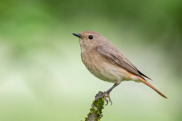 Female common redstart perching on a branch.