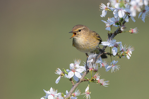 bird robin sitting on cherry branches with white flowers on a sunny spring day