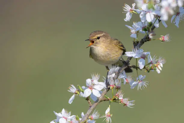 Photo of Singing common chiffchaff