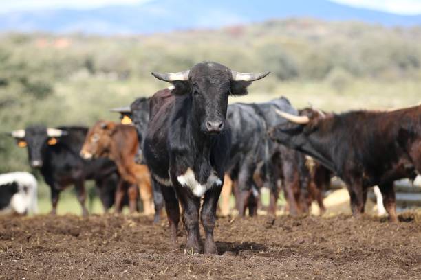 istock calf bull spanish in the wild 1209115064