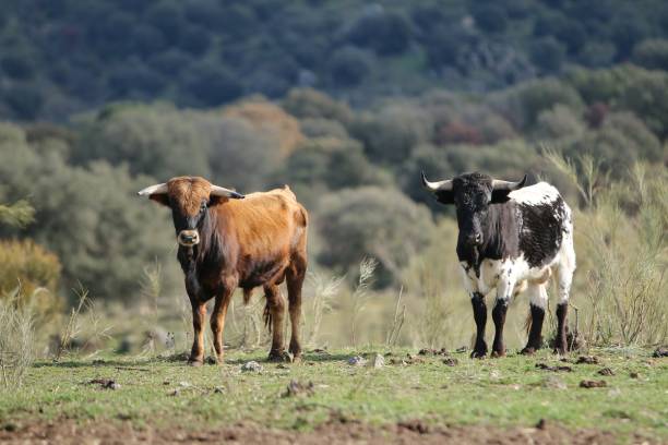 istock calf bull spanish in the wild 1209115089
