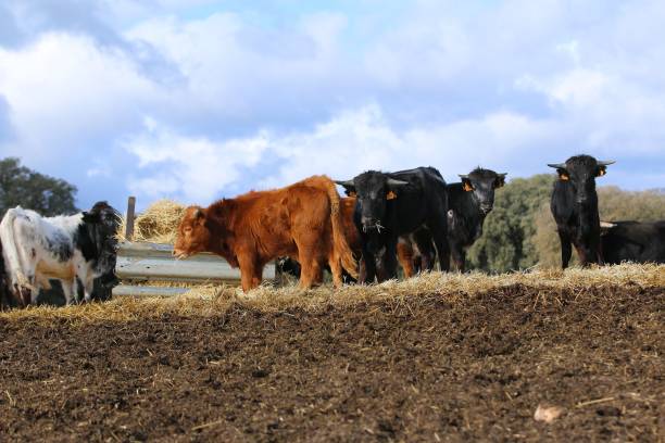 istock calf bull spanish in the wild 1209115109