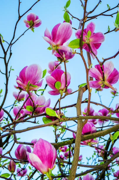 istock Beautiful magnolia flowers in  spring 1209115986