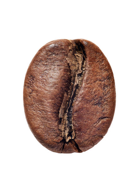 istock Single coffee bean isolated on white background 1209116960