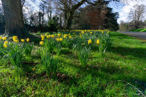 istock Daffodils, in full bloom in a woodland setting, in Dublin, Ireland. 1209117733