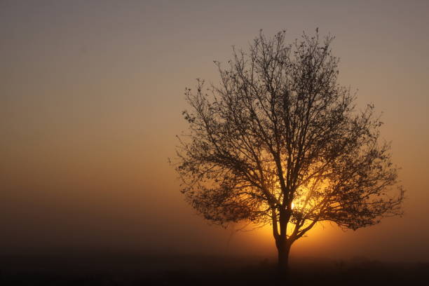 istock Sunrise behind a tree in very dense fog. 1209118776