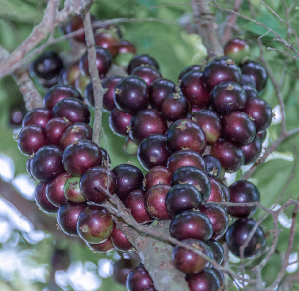 istock Brazilian tree and fruit known as Jabuticaba 1209119163