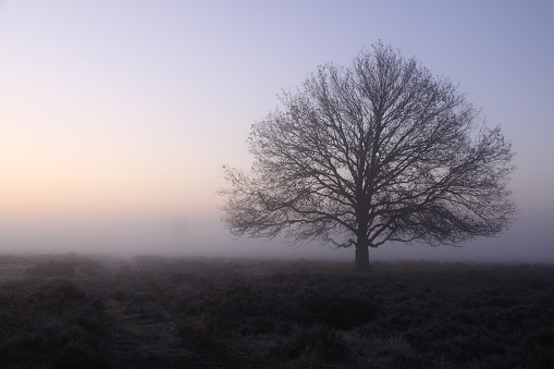 A lone tree in the dense fog during sunrise. The Netherlands, Europe.