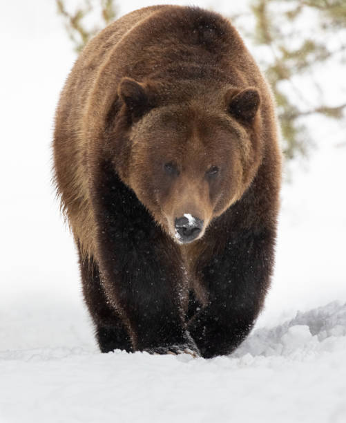 istock Grizzly Bear in Winter 1209119529