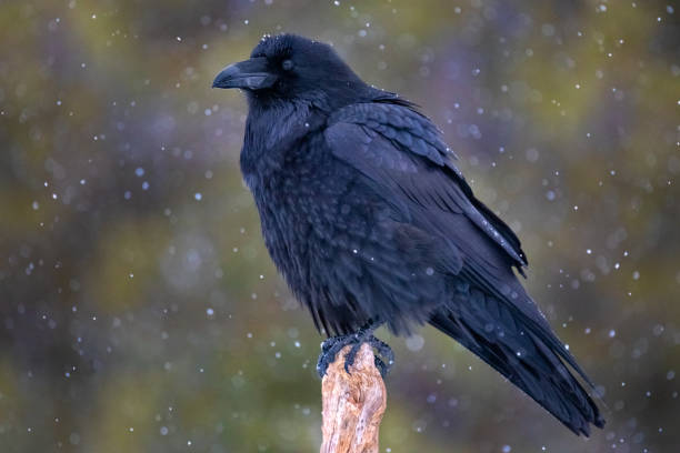 Raven (Corvus corax) in winter snow