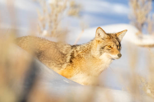 istock Coyote in Winter Snow 1209120166