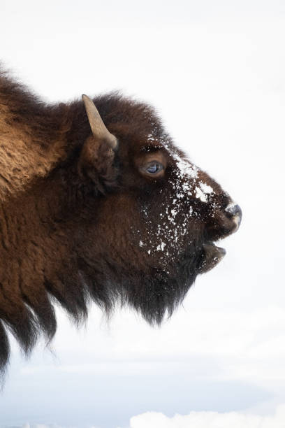 istock Buffalo Portrait in Winter 1209120232