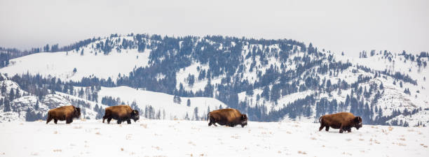 istock Buffalo Herd Crossing an Alpine Meadow in winter 1209120411