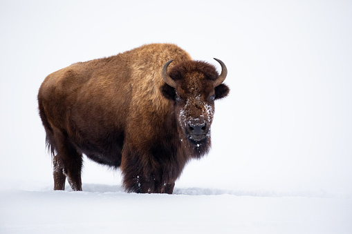 American Bison (Bos bison, Bison bison), Yellowstone National Patk, Wyoming