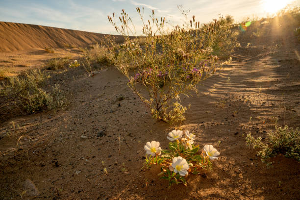 Imperial Sand Dunes in Southern California at Dawn