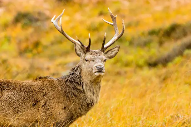 Red Deer Stag (Scientific name: Cervus elaphus) with 11 point antlers in Autumn with heavy rain falling.   Close up of the majestic Monarch of the Glen in Glen Strathfarrar, Scottish Highlands.  Horizontal.  Space for copy.