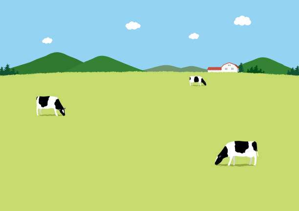 농장과 우유 소 - paddock stock illustrations