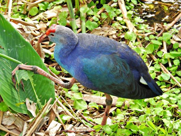 istock Grey-headed Swamphen (Porphyrio poliocephalus) eating a leaf in the Florida wetlands 1209123144