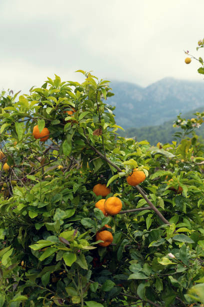 istock Branch of fresh naranjas on a tree in Mediterranean island Majorca Selective focus 1209123172