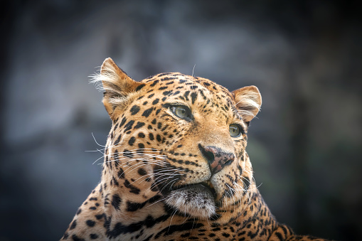 Close up of a Leopard.