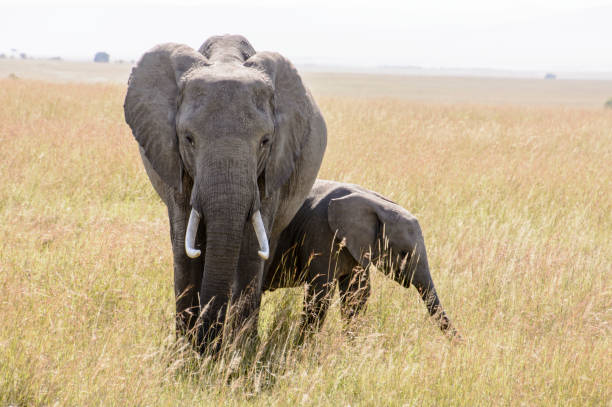istock African Elephant mother with her calf behind her 1209124497