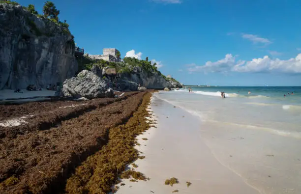 Large amounts of brown Sargassum seaweed at the beach of Tulum ruins, Mexico