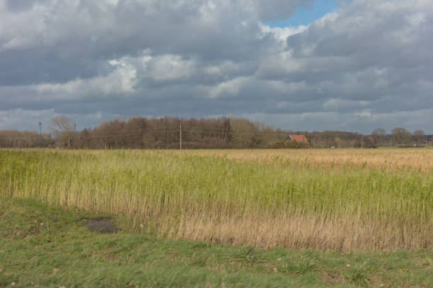farmland in Netherlands