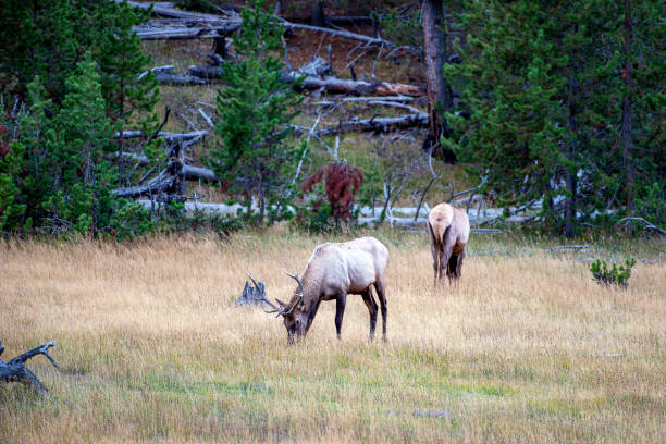 istock Elk Grazing in Mountain Meadow 1209125238