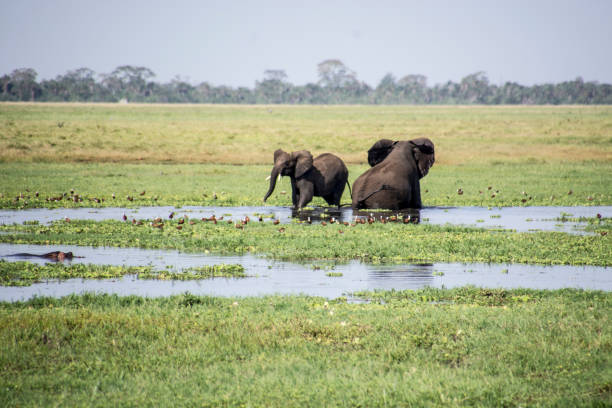 istock African Elephants in a swamp legs covered by water, birds all around them 1209125254