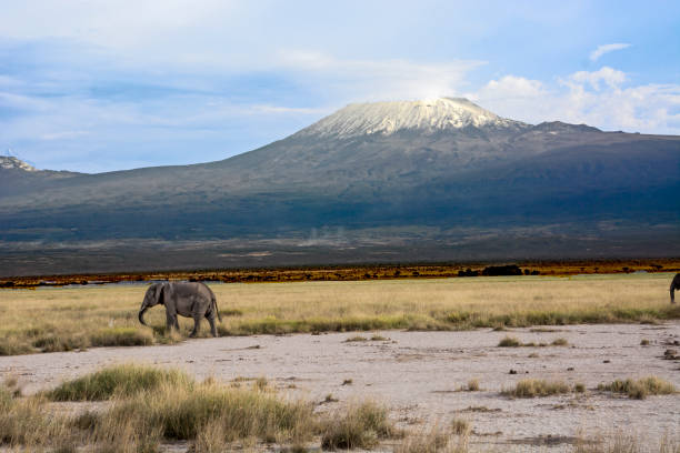 istock Single African Elephant walking on the plain in front of Mt Kilimanjaro 1209125284