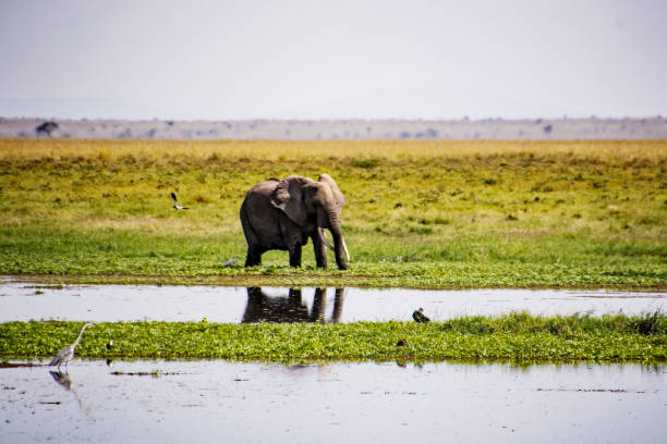 istock Single African Elephant standing in a swamp with birds 1209125292